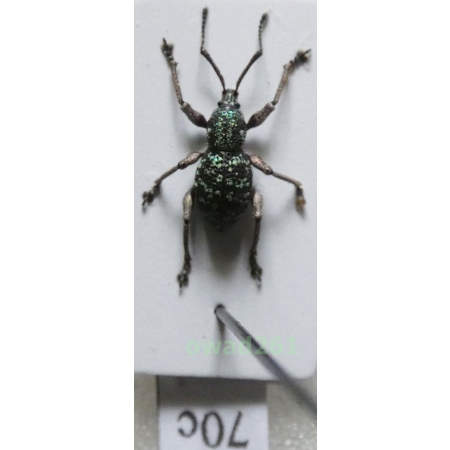 Neopyrgops sp. Heller, 1913 Philippines70c